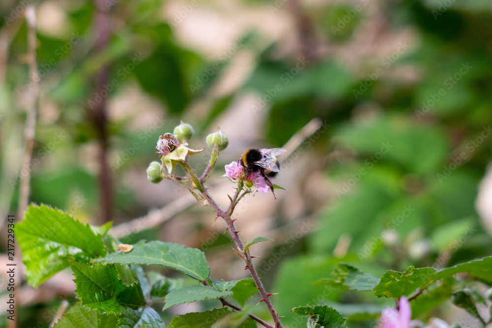 Bees hard at work Bees hard at work