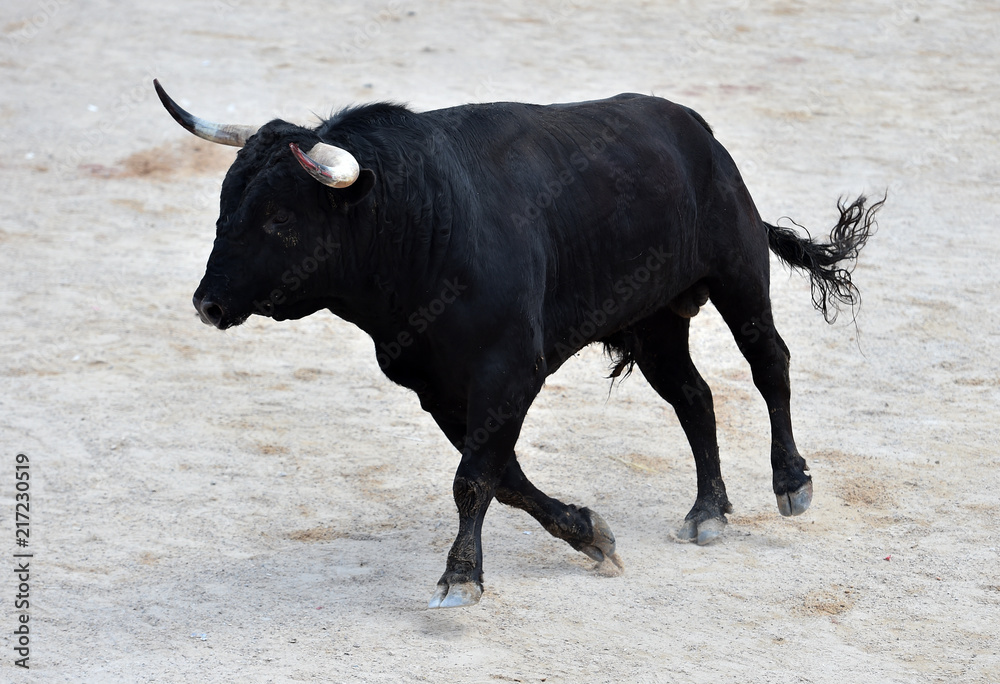black bull in spain black bull in spain