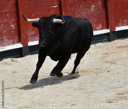 black bull in spain