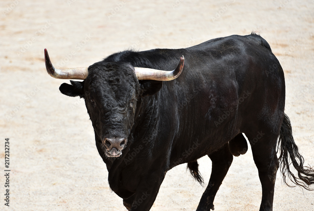 black bull in spain black bull in spain