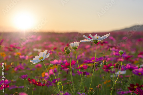  Beautiful cosmos flower in sunset. © yotrakbutda