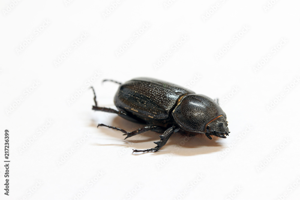 beetle insect lie on the white floor. It is the largest insect in the world. beetle insect lie on the white floor. It is the largest insect in the world.