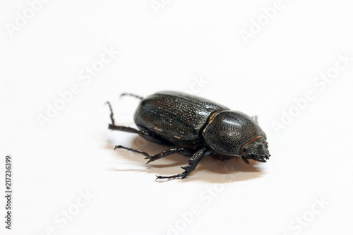 beetle insect lie on the white floor. It is the largest insect in the world. © Achisatha