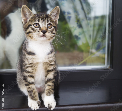 Two small striped kittens sit on the windowsill. Window of the house in the yard.