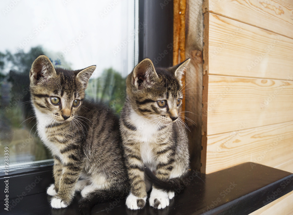 Two small striped kittens sit on the windowsill. Window of the house in the yard.