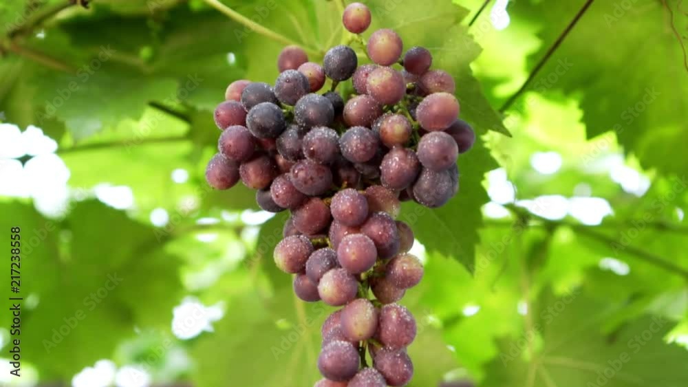 Bunches of red grapes hanging in vineyard at sunrise. Ripe grapes on the vine for making white wine. Slowmotion Bunches of red grapes hanging in vineyard at sunrise. Ripe grapes on the vine for making white wine. Slowmotion