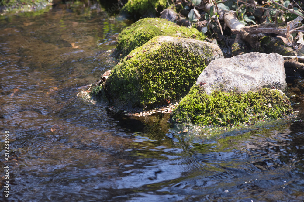 Large moss-covered stones in a shallow creek.