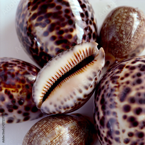 Obraz na płótnie Cowries