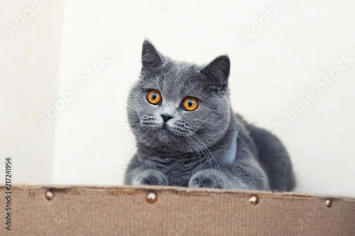 Fotografi British shorthair cat, domestic cat, neutered cat in a blanket