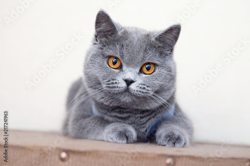 British shorthair cat, domestic cat, neutered cat in a blanket