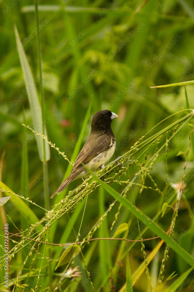 Obraz premium Sporophila nigricollis