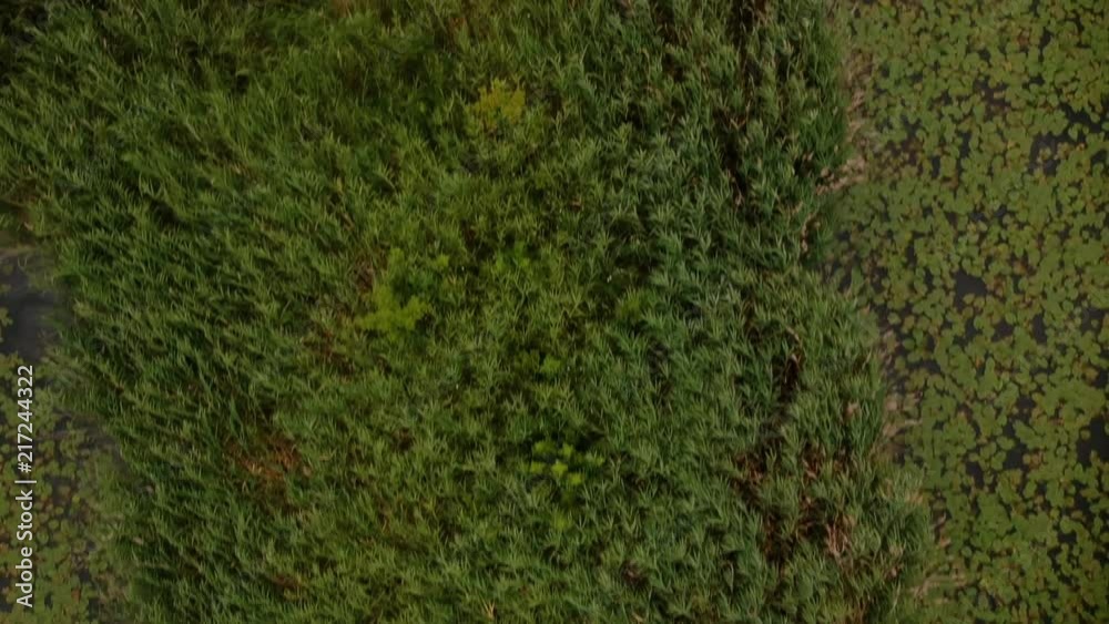 Looking down on dark pond surrounded by lush green plants in park. Looking down on dark pond surrounded by lush green plants in park.