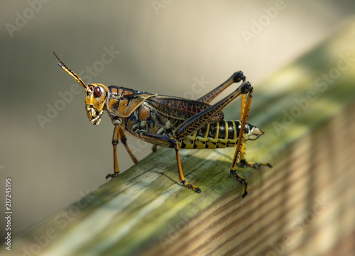 locust gets a close up macro shot © J.A.