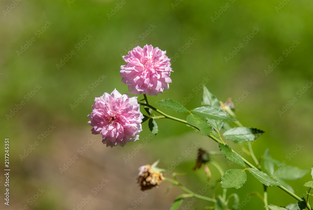 vibrant pink flowers in the noonday sunshine vibrant pink flowers in the noonday sunshine