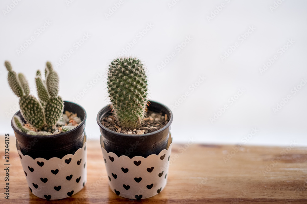 mini Cactus in vase with mini heart skin use for texture or background for love poem mini Cactus in vase with mini heart skin use for texture or background for love poem