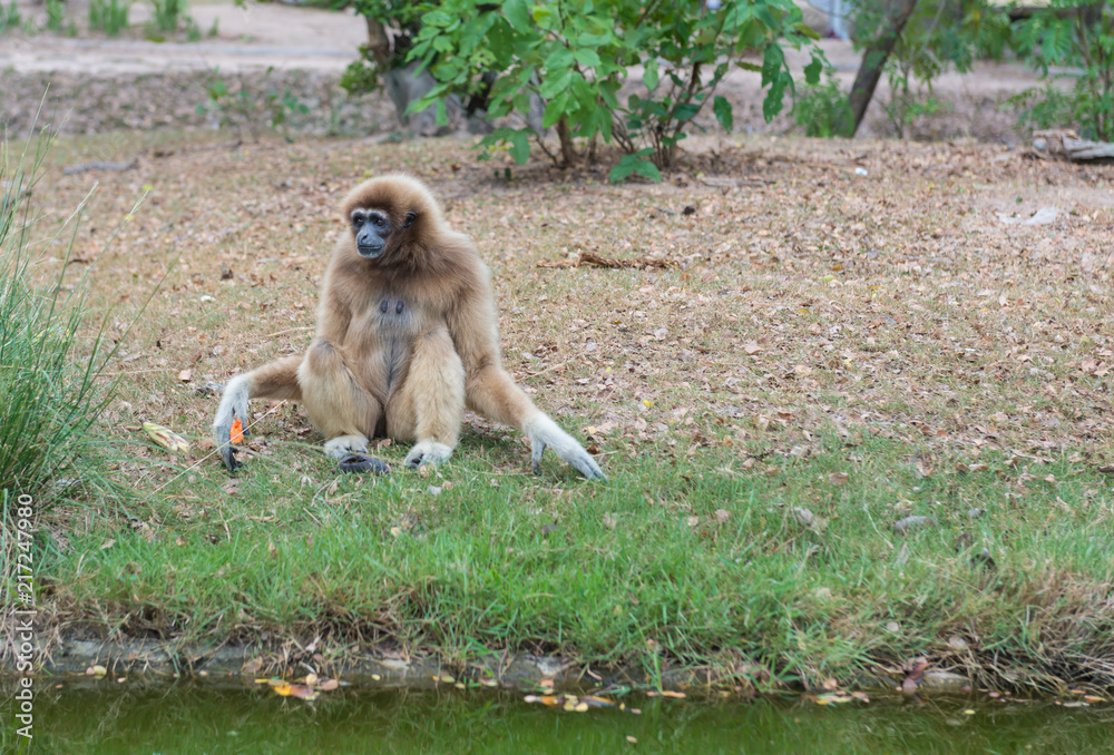 Obraz premium White-browed gibbons sit in the ground.Gibbon wildlife sanctuary. Gibbon is an endangered species. Gibbons are apes in the family Hylobatidae.
