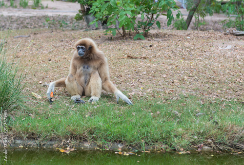 White-browed gibbons sit in the ground.Gibbon wildlife sanctuary. Gibbon is an endangered species. Gibbons are apes in the family Hylobatidae. © pomchathong007