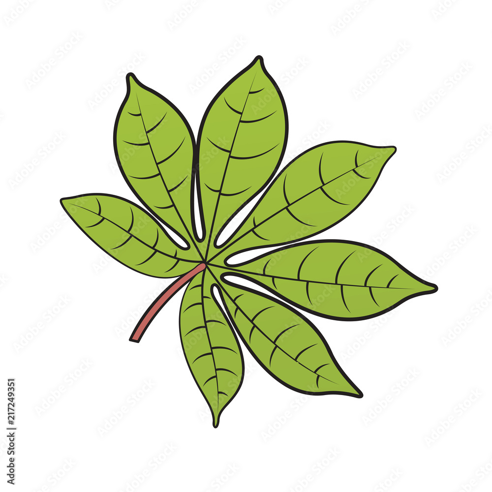 green color cassava leaf isolated on white background vector drawing green color cassava leaf isolated on white background vector drawing