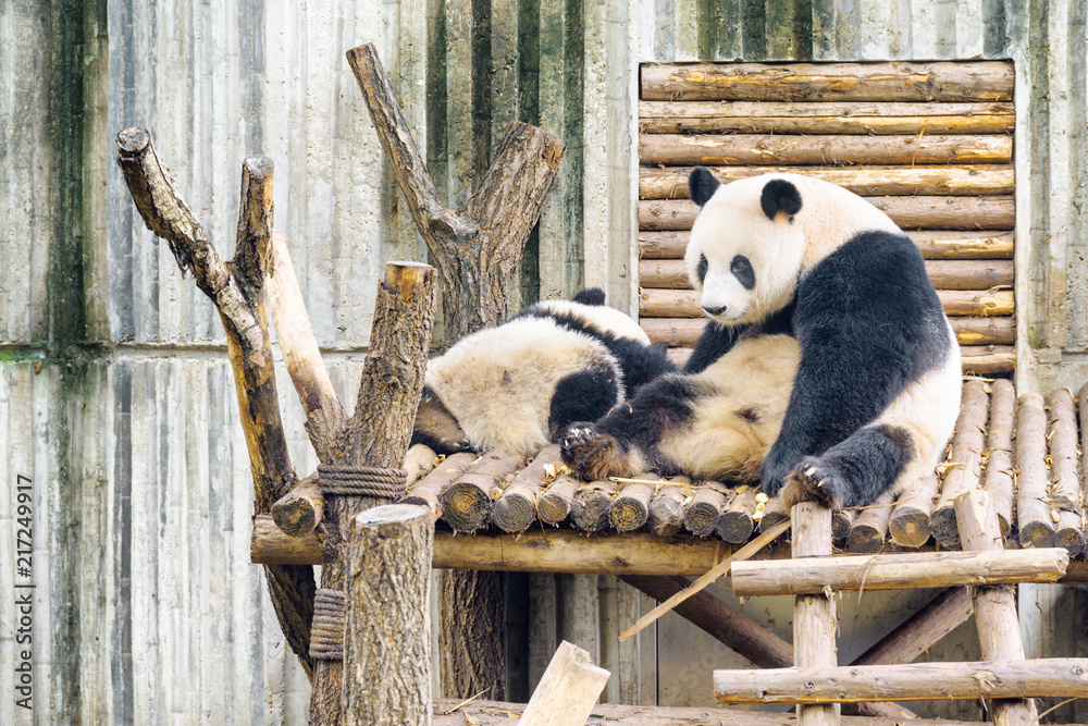 Fototapeta premium Two giant pandas resting after breakfast. Wistful panda bear