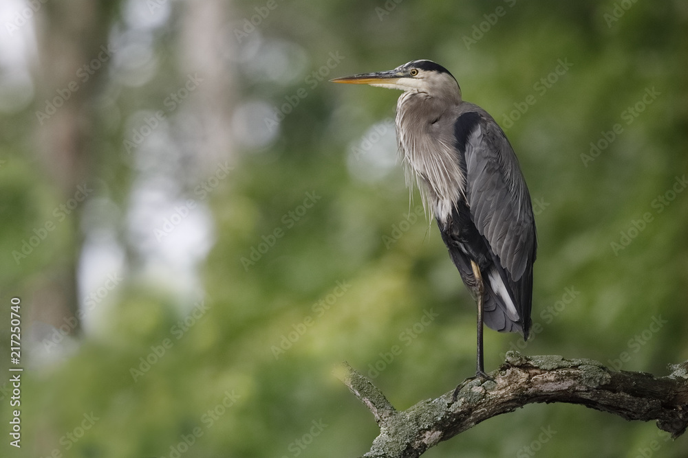 Fototapeta premium Great Blue Heron perched on a dead tree branch