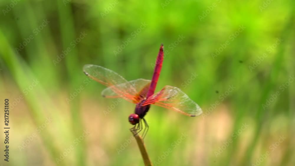 Red dragonfly resting on green plant with wings stretched out. Red dragonfly resting on green plant with wings stretched out.