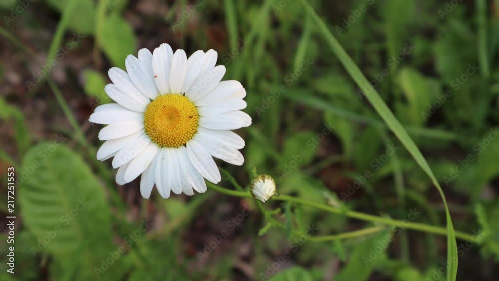 Single white daisy with yellow core on a meadow swaying in the wind Single white daisy with yellow core on a meadow swaying in the wind