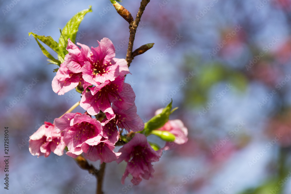 Obraz premium Cherry tree blooming 