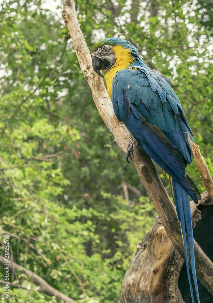 Obraz premium Proudfull color 