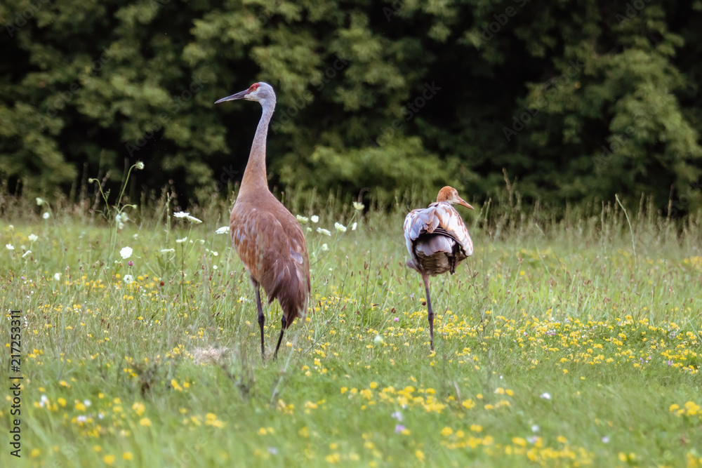 Fototapeta premium Sandhill Crane in Field With Baby Colt