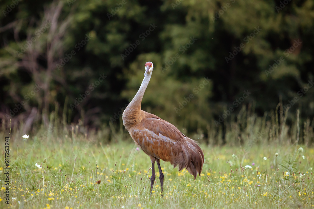 Fototapeta premium Sandhill Crane in Field 
