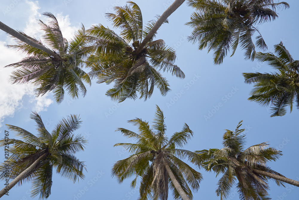 Coconut Palm Trees Summer Sunny Sky