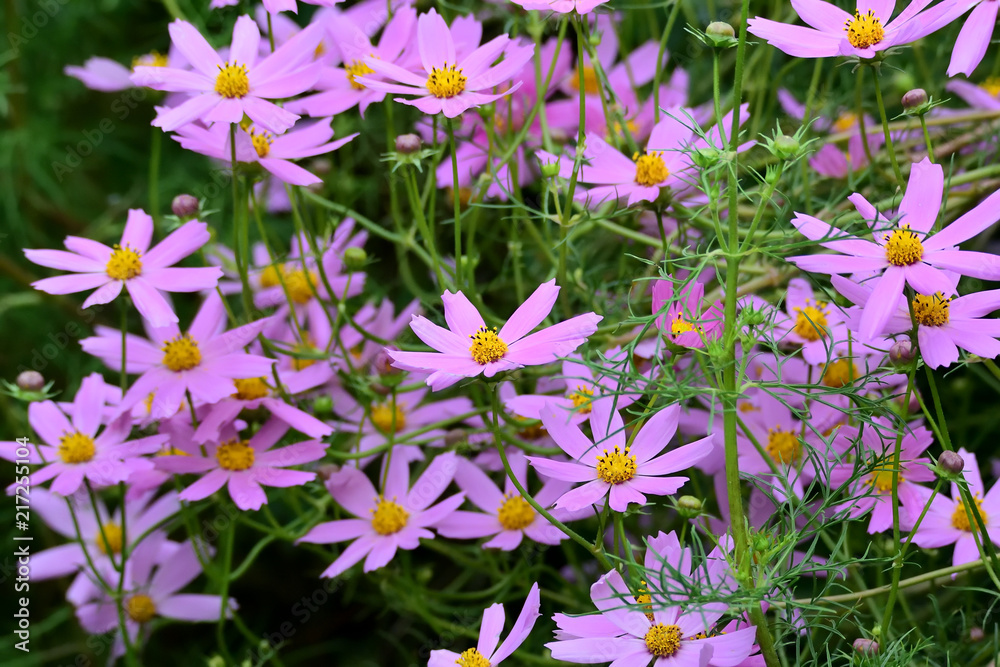 Naklejka premium 濃いピンクがキレイなコスモス