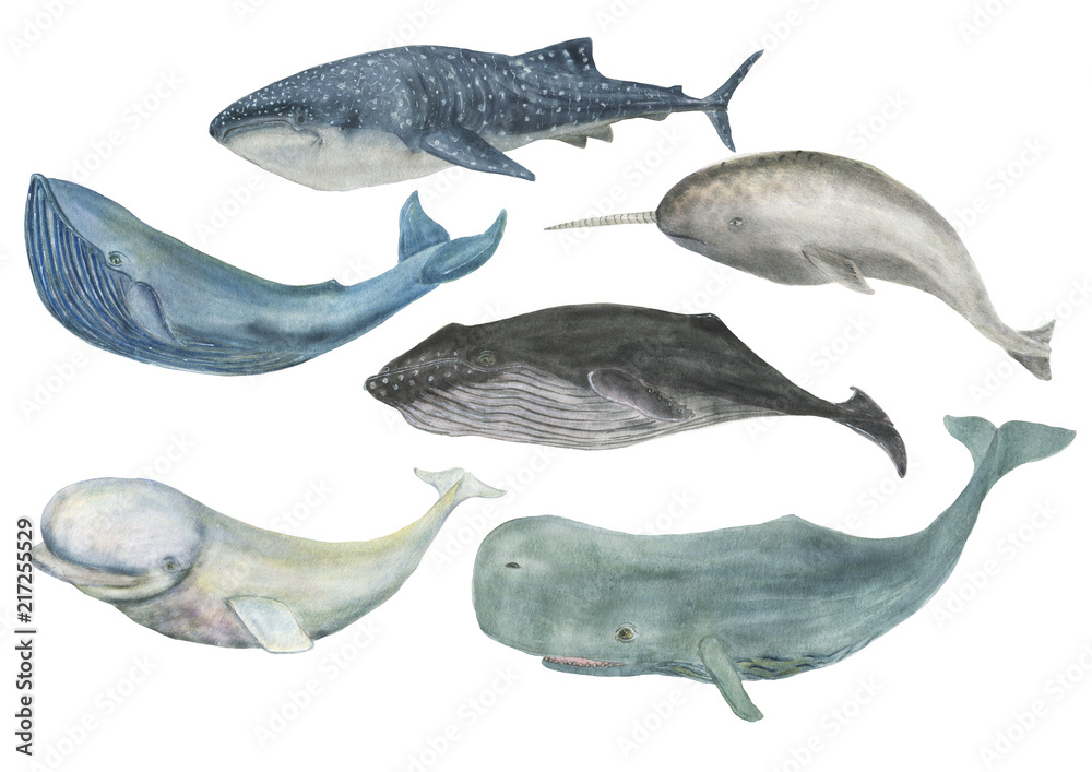 Naklejka premium Akwarela malarstwo wielorybów na białym tle