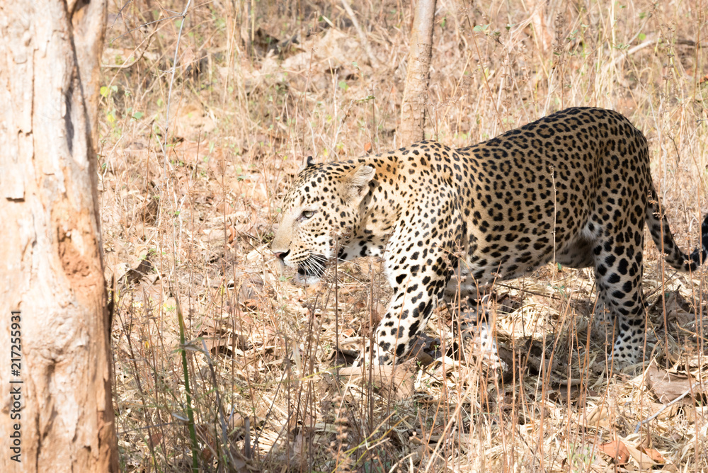A leopard silently waiting A leopard silently waiting