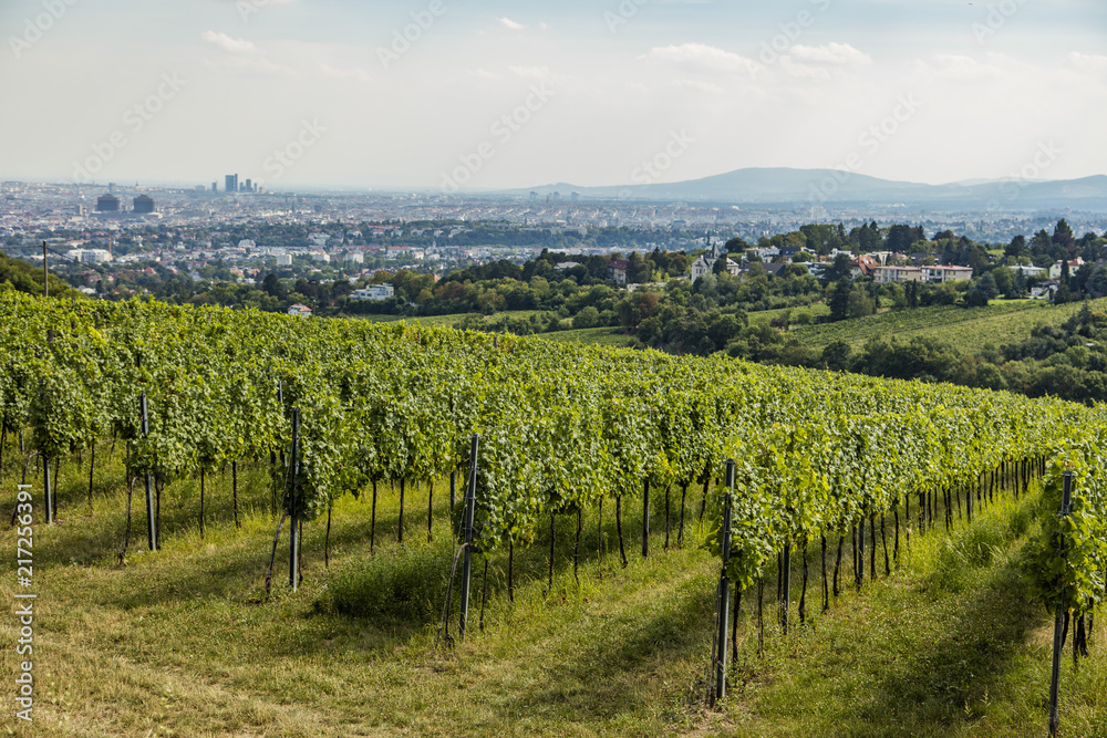 vienna panorama from vineyards