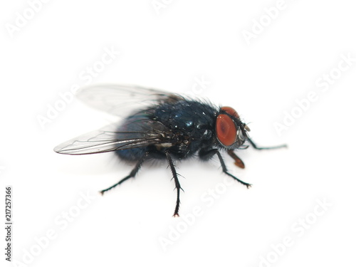 Closeup on the bluebottle fly Calliphora vomitoria isolated on white background