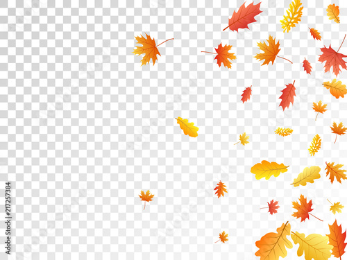 Oak, maple, wild ash rowan leaves vector, autumn foliage on transparent background.