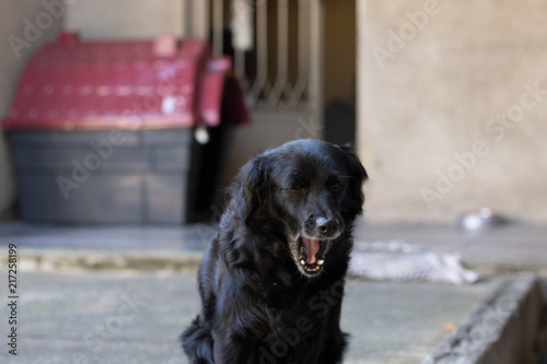 Yawning Dog