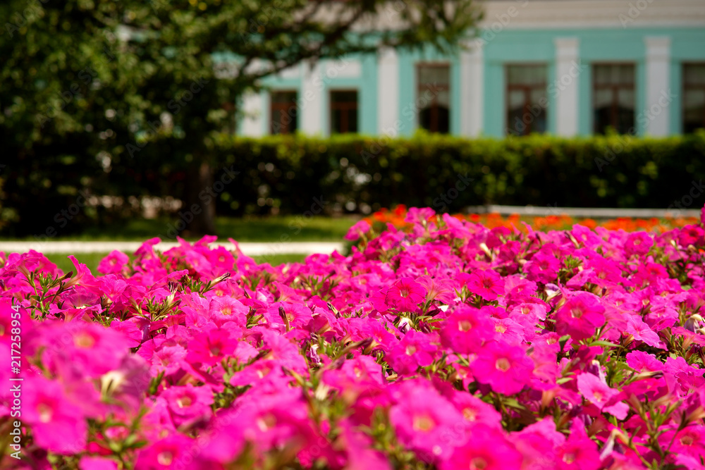 Flowerbed in the summer city park. Bright purple petunia in the urban landscape. Summer flowers in the city. Flowerbed in the summer city park. Bright purple petunia in the urban landscape. Summer flowers in the city.