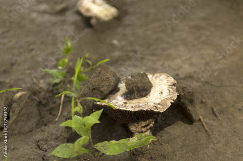 Closeup white champignons in the forest. Macro wild mushrooms. © anya babii