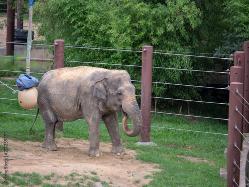 An asian elephant Elephas maximus walking inside an enclosure at a zoo