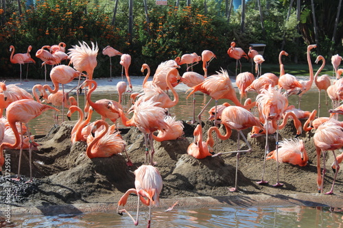 The Flamingos of San Diego Sea World  photo