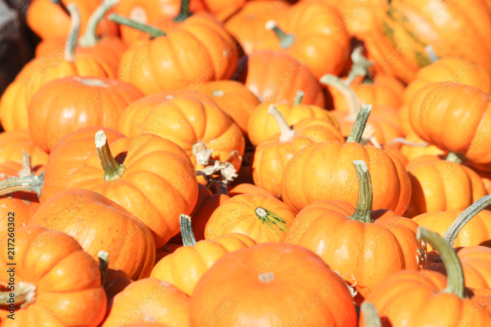 Pumpkin minis Pumpkin minis
