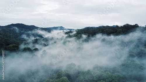 Aerial drone photo of the rainforest at Sabah, Borneo, Malaysia