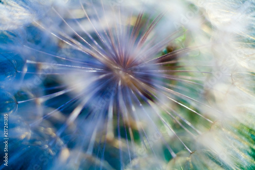 dandelion flower close-up, dandelion seeds, umbrellas © Евгения Солодова