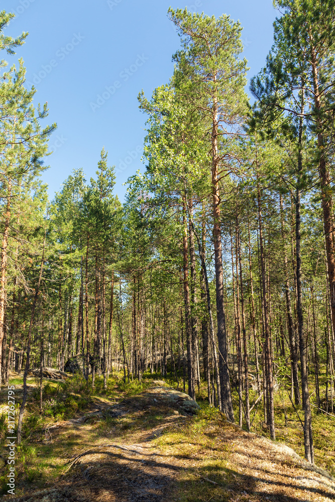 landscape in the northern forest landscape in the northern forest