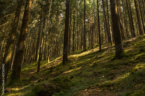 Fototapeta Naklejka Na Ścianę i Meble -  sunshine in the forest
