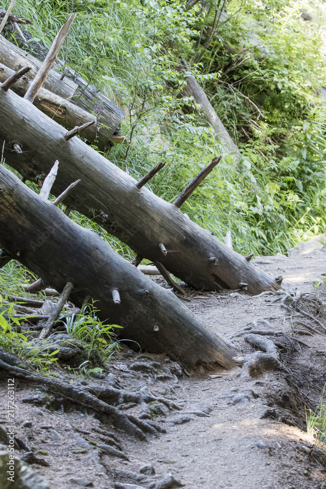 Fallen tree trunks on a path in a forest. Fallen tree trunks on a path in a forest.