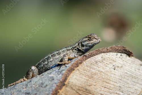 Beautiful small lizard on tree log
