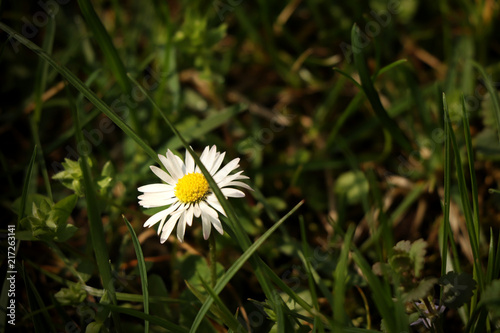 A beautiful lawn daisy in the middle of grassland. Very nice present for mother or for decoration to your house